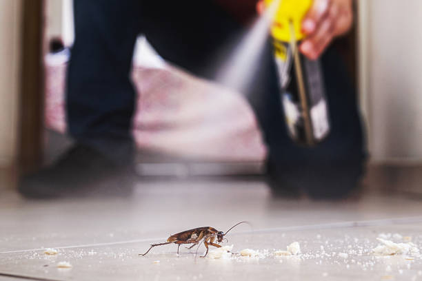 Best Emergency Pest Control  in Palm Coast, FL