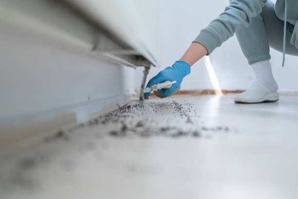 Best Best Pest Control Companies  in Palm Coast, FL